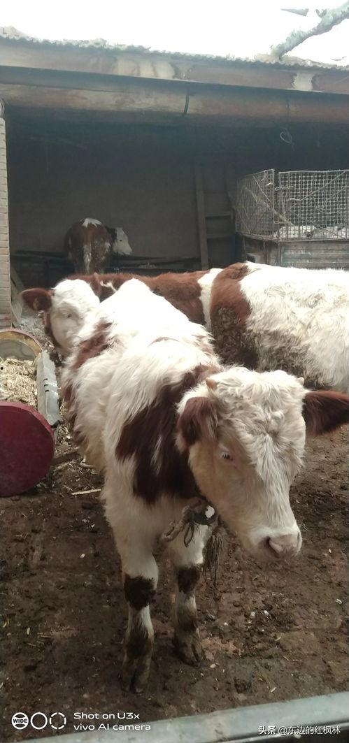 国产牛牛,探寻中国牛肉产业的崛起之路 第1张 国产牛牛,探寻中国牛肉产业的崛起之路 第1张